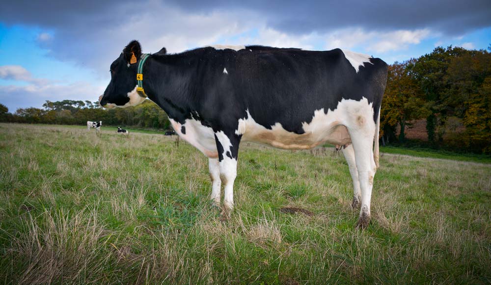 Surveiller l’alimentation au tarissement et donner un minéral adapté aux vaches permet de favoriser l’immunité de l’animal et de son futur veau. - Illustration Soigner l&rsquo;immunité des veaux et des taries