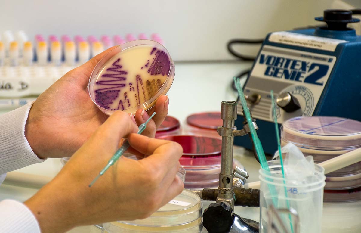 td_culture_bacteries - Illustration Des traitements aux antibiotiques plus courts