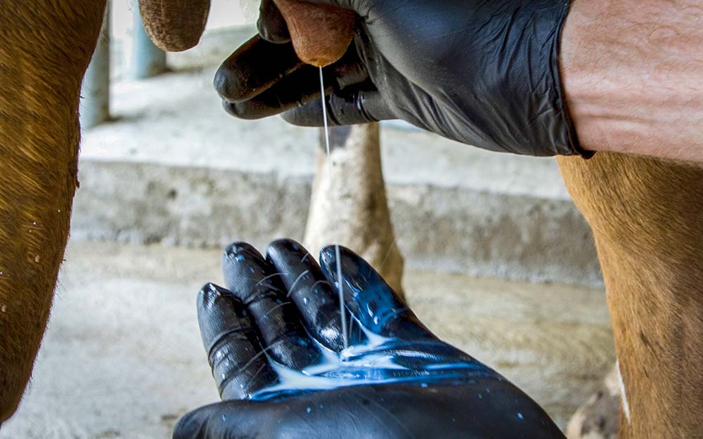 Porter des gants, tirer les premiers jets… Des habitudes simples mais efficaces dans la gestion des mammites, problème majeur en production laitière. - Illustration Maladies banales mais coûteuses