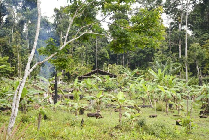 Un abatis, espace gagné sur la forêt par brûlis, où la production est mal maîtrisée.