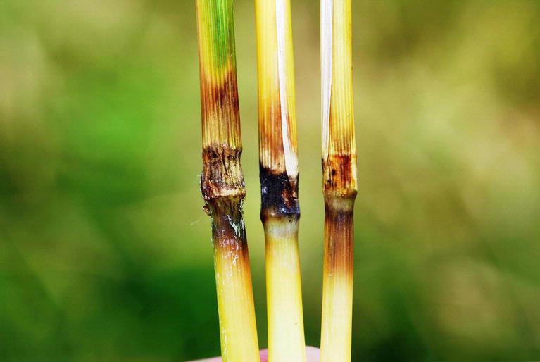 Symptômes de pyriculariose sur des nœuds de tiges de riz. Photo : Wikipédia - Illustration Blé : un « risque majeur » d’émergence de la pyriculariose en Europe