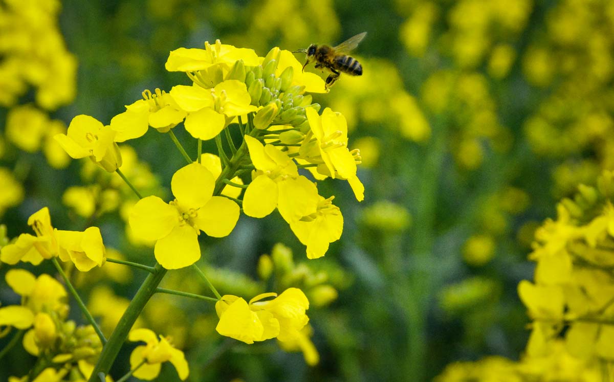 abeille-pollen - Illustration Un appel au gouvernement pour préserver la filière apicole