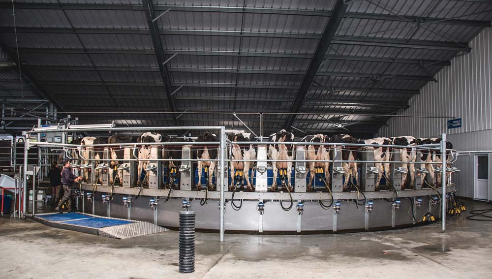 Le manège de traite a été monté dans un bâtiment large et évolutif par la concession CMT Quimper. « Un travail exemplaire a été mené par les techniciens en termes de qualités d’installation, de placement des réseaux, de finition, de conseils… Il n’y a pas un boulon de travers », apprécient les associés. « Ensemble, nous avons réfléchi à la suite. » Deux grosses gaines ont ainsi été réservées à proximité du roto. Elles contiennent arrivée d’eau, circuit pneumatique, câblages électriques… « Tout est prêt pour accueillir un bras robotisé de préparation des mamelles demain, permettant alors de traire seul. Et pourquoi pas ensuite un automate, comme il en existe déjà en Nouvelle-Zélande, qui pose les gobelets à une cadence de 300 vaches à l’heure ? » - Illustration Temps précieux et hygiène indispensable