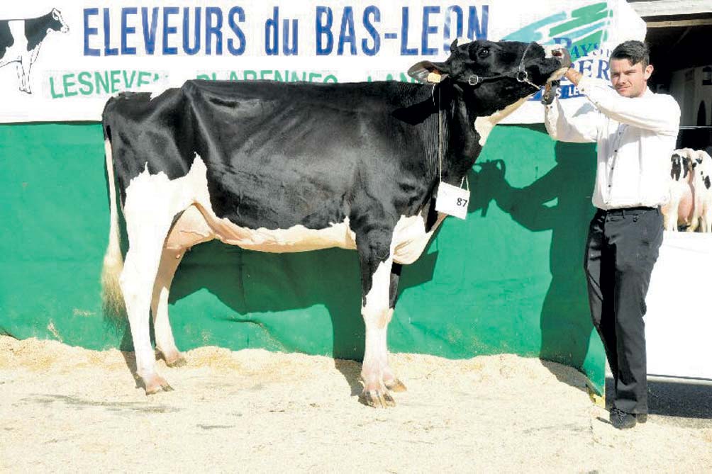 Jobi a été sacré Super championne et Meilleure mamelle jeune. - Illustration Jobi jubile lors du concours inter-cantonal de Ploudaniel