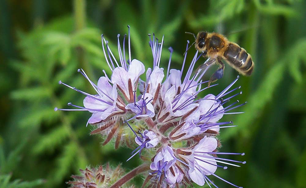 abeille-fleur - Illustration Néonicotinoïdes : six cas ne présentent « aucune alternative »