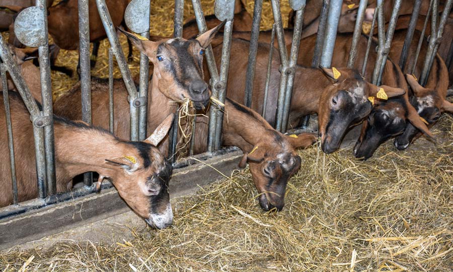 Réputé pour une conservation plus risquée et plus sensible aux risques sanitaire, l'enrubannage ne présente pas plus de risque que le foin quand il est bien conditionné et conservé. Dès que la fermentation a eu lieu, 3 à 4 semaines minimum après le pressage, il peut être distribué aux chèvres en lait. - Illustration Un enrubannage appétent et sans listeria