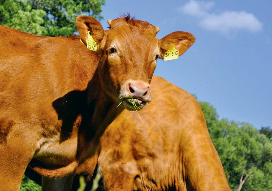 viande-bovine - Illustration Viande bovine : Le produit, levier de réussite