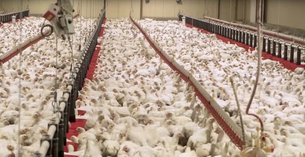 maitre-coq-L214 - Illustration Bien-être animal : l&rsquo;élevage avicole secoué une fois de plus par une vidéo de L214