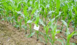 trichogrammes contre pyrale du mais