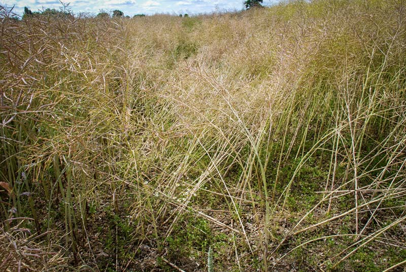 colza - Illustration Érosion de l’efficacité des insecticides sur colza
