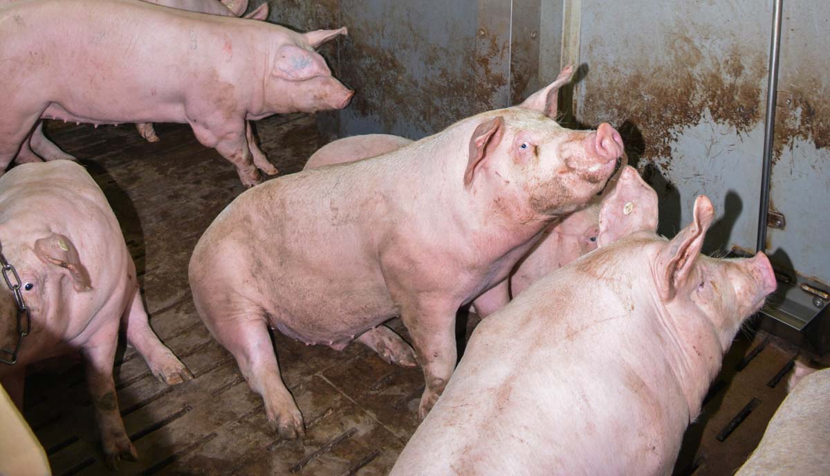porc-laveur-air-1 - Illustration Un laveur d&rsquo;air modèle réduit