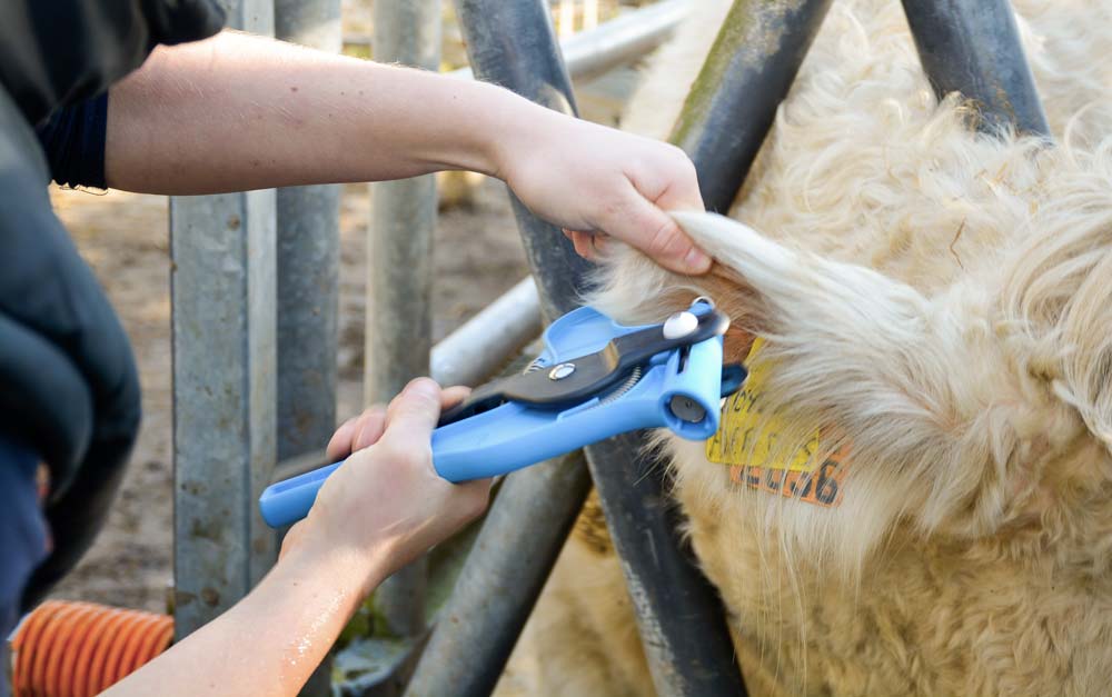 En 2017, plus de 700 demandes de génotypages ont été traitées par le herd-book charolais. - Illustration Modernisation des outils du herd-book charolais