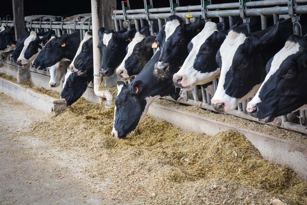 Les meilleures exploitations se distinguent par leur maîtrise des coûts sur les différents postes : alimentation, frais vétérinaires et frais de reproduction. - Illustration Les vaches hautes productrices exigent de la rigueur