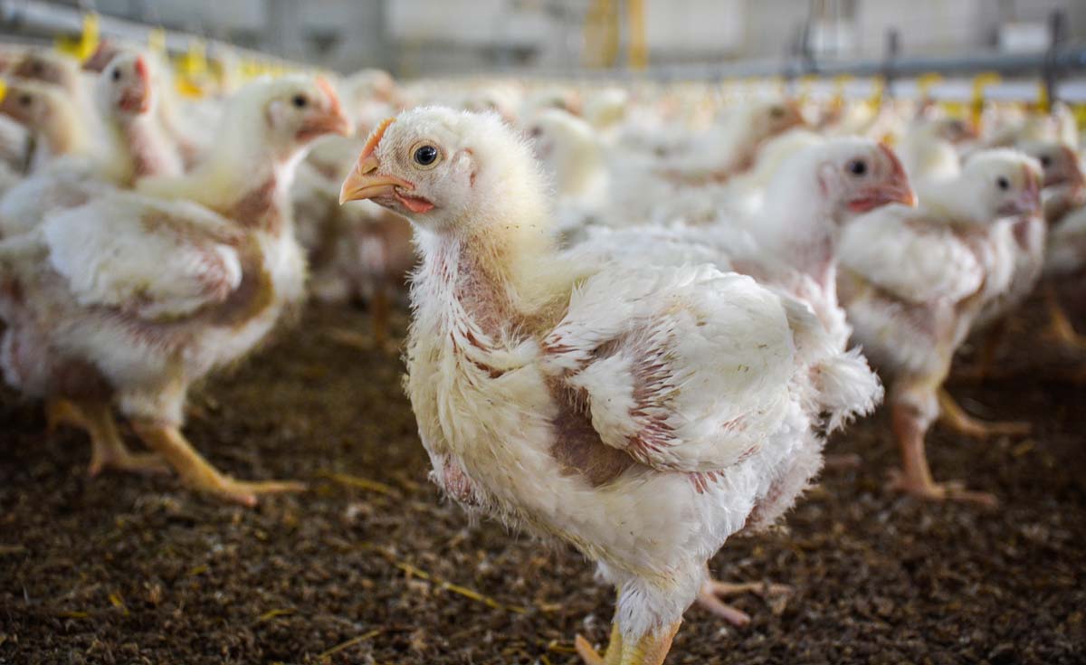 volaille-poulet - Illustration Exportations agroalimentaires bretonnes : Coup de mou en volaille