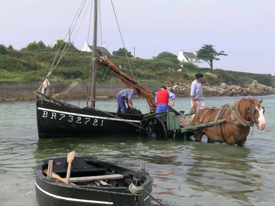 Les algues étaient déchargées des bateaux dans des charrettes tirées par des chevaux de trait breton. - Illustration Tout savoir sur les goémoniers et les algues
