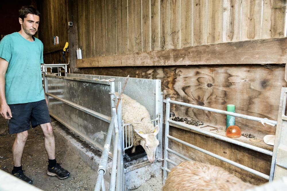 Avec un quai d’embarquement intégré au couloir de contention où les 500 brebis et leurs produits sont habitués à passer régulièrement, « le chargement des animaux est plus rapide », témoigne Thomas Courcier. - Illustration Pas de couloir de contention sans quai d’embarquement