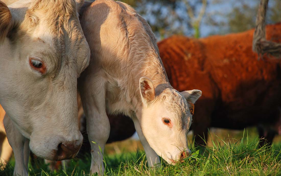 viande-bovine - Illustration Face aux vegans, la Conf&rsquo; présente un plaidoyer « pour l&rsquo;élevage paysan »