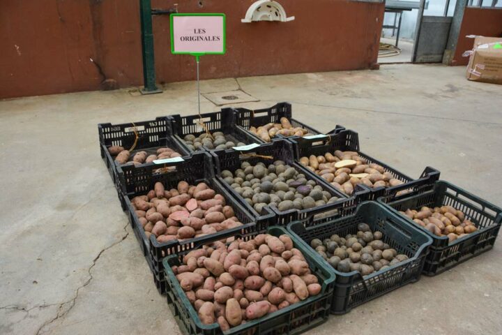 Les originales visent un marché de niche, en proposant des couleurs très variées.