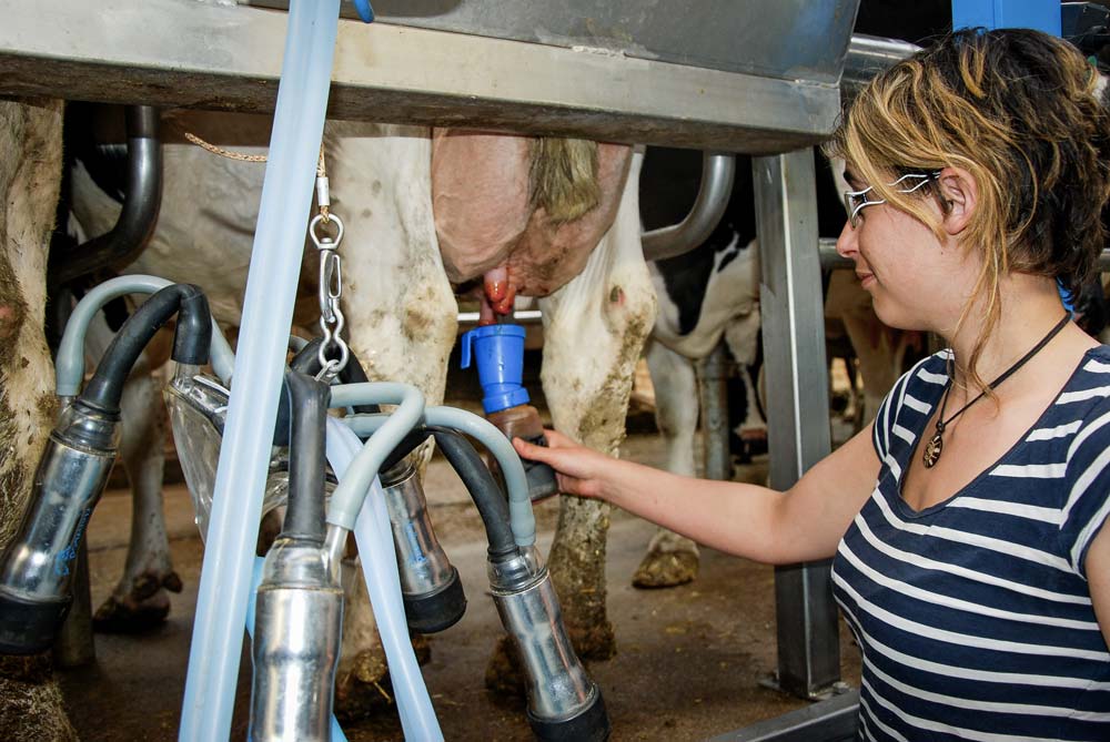 Les offres d’emploi de salariés en production laitière connaissent une forte hausse. - Illustration L’agriculture manque de bras et de têtes