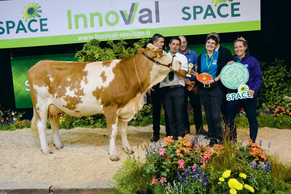 La bonne structure et l’implantation des trayons de Ker-Lys a beaucoup plu au juge Laurent Vial. - Illustration Simmental au Space 2018 : Le Morbihan triomphe avec Ker-Lys