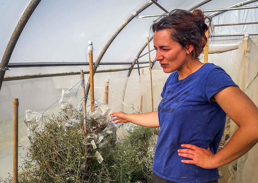 Émilie Souchet est en charge de la multiplication chez Biobreizh. « Je travaille de façon artisanale, mais cela fonctionne », explique-t-elle. - Illustration Agriculture biologique : « Il nous faut des semences pour fournir le marché »
