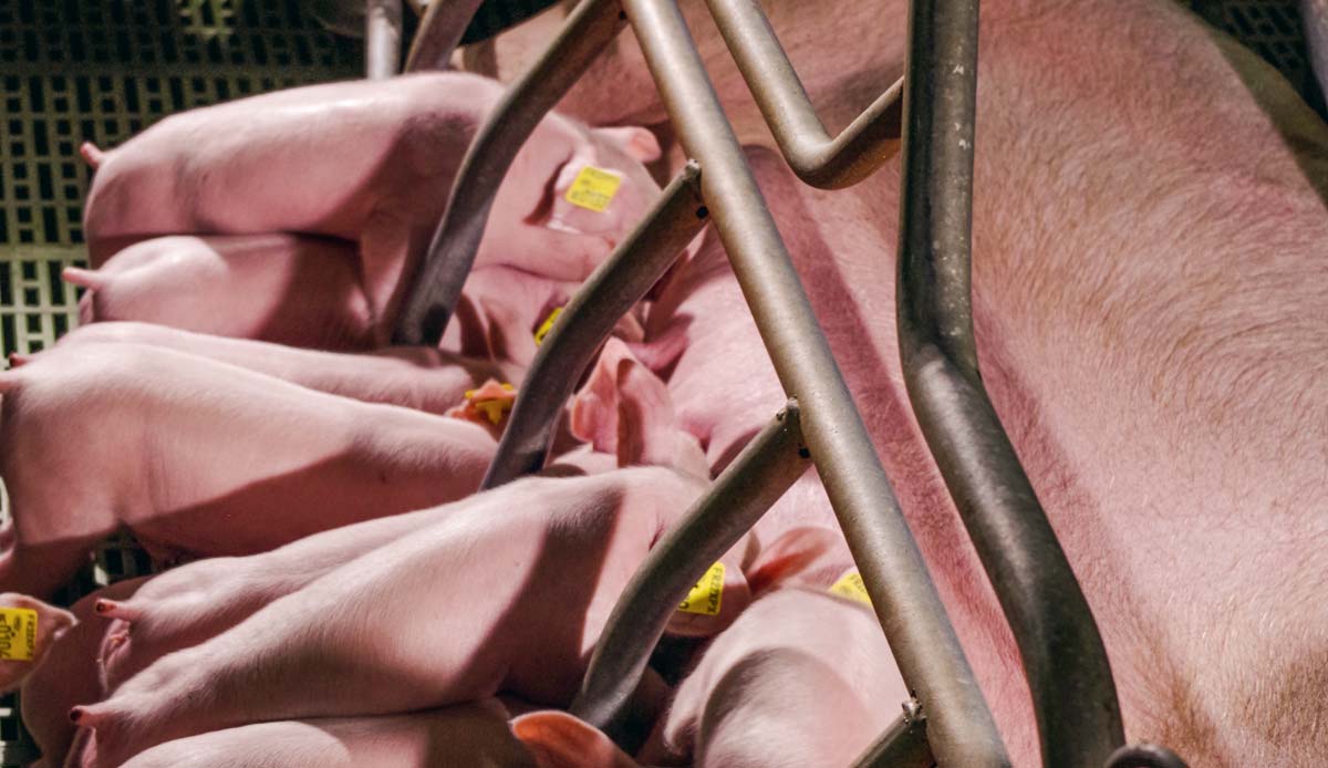 Portee-porc-truie - Illustration Adénia : qualités maternelles et performance des issus