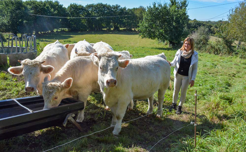 Gwen Le Roux avec les génisses. L’âge au premier vêlage est de 30 mois : un optimum aux yeux de l’éleveuse. - Illustration Vêlage : La mise en bandes pour optimiser le suivi