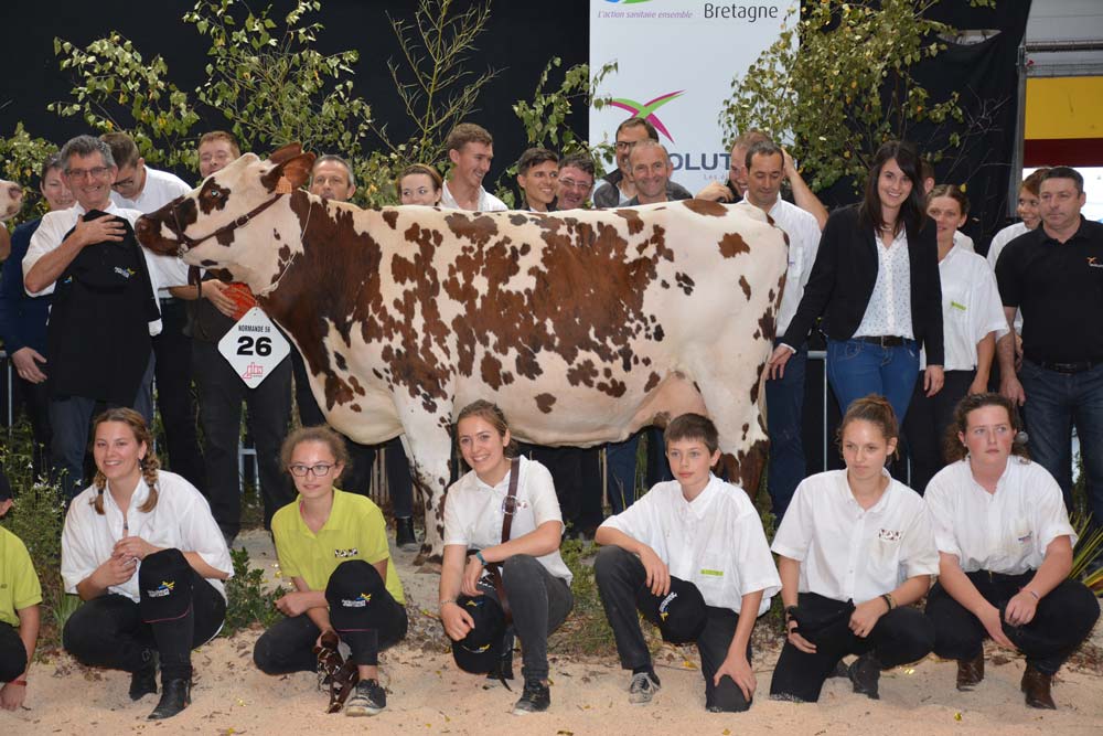 Inouie, Grande championne, a été fêtée par l'ensemble des éleveurs normands à la fin du concours. - Illustration Ohhh la vache : les concours