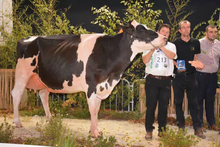 Inessa (144 d'Isu), championne adulte, au Gaec Toullec de Plomelin, a produit, en 3e lactation, 11 064 litres à 40 de TB et 31,7 de TA.