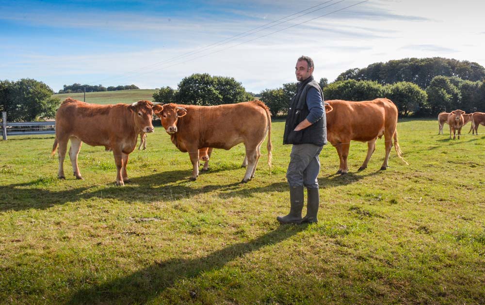 « À l’automne, j’intègre quelques vaches avec leurs veaux dans le lot des génisses pour qu’elles apprennent de leurs aînées… », explique Mickaël Dossal. - Illustration Une « barrière » sanitaire entre primipares et multipares