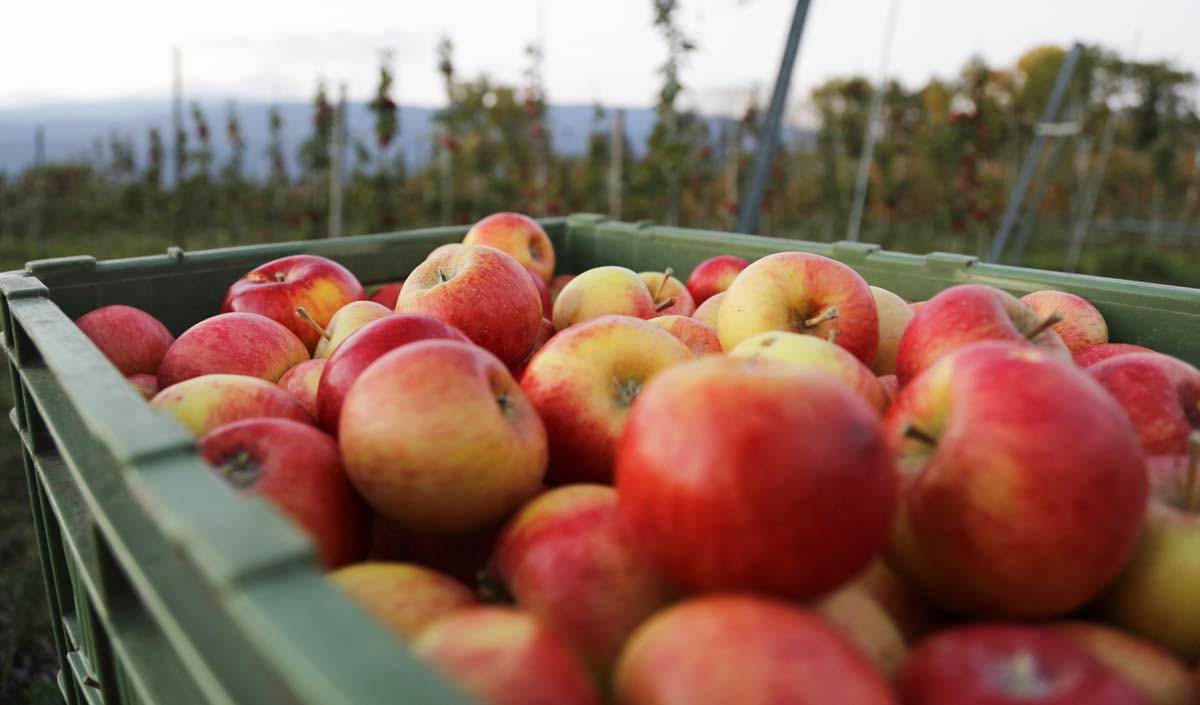 pomme-cidre - Illustration Sécheresse : baisse plus importante que prévu de la production française de pommes