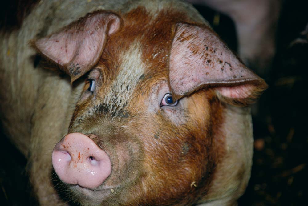La viande de porc polonaise ne devrait pas innonder le monde européen à court ou moyen terme. - Illustration Le porc polonais, un colosse aux pieds d&rsquo;argile