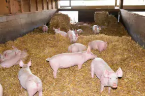 Cinq éleveurs sont engagés dans la démarche Le Porc Authentique, élevé sur paille (photo archives). Ils livrent dans 35 boucheries charcuterie des Côtes d'Armor. Le réseau Cohérence, qui assure le respect du cahier des charges, cherche des producteurs sur le Morbihan.