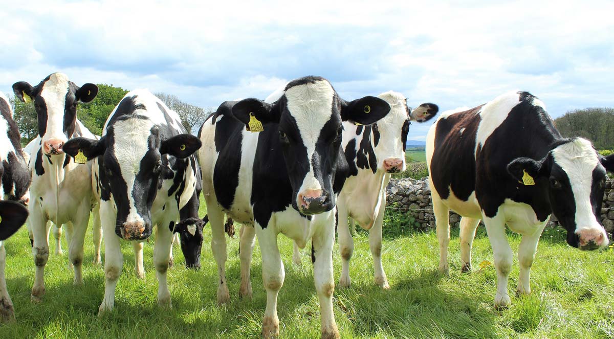vaches_holstein - Illustration Les clés du succès de la production laitière biologique