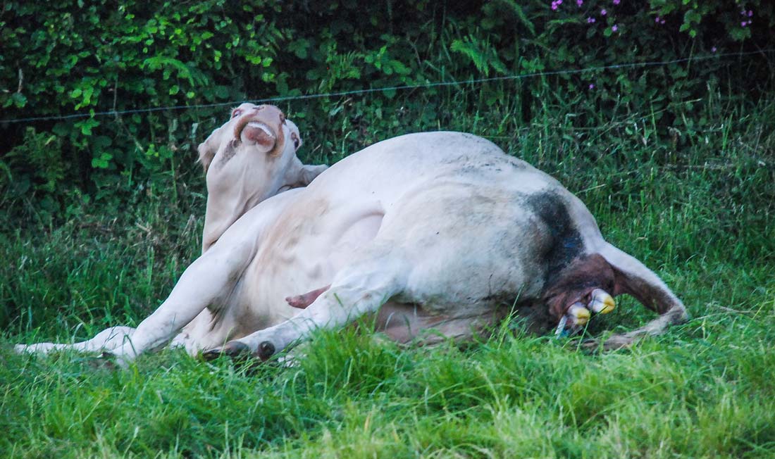 Généralement, la vache met bas seule, mais en cas de problème, il faut pouvoir intervenir au bon moment. - Illustration Le vêlage, au cœur du métier de naisseur