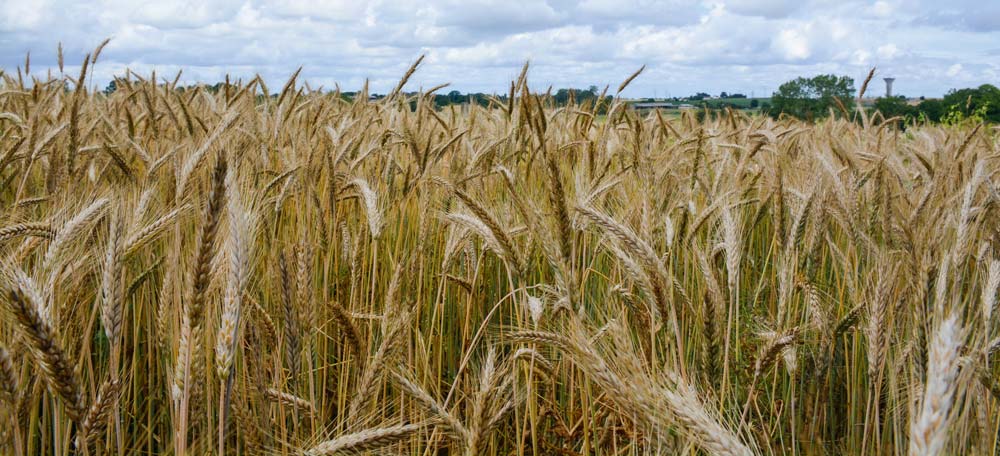 cereales-bio - Illustration Le marché mondial du bio en passe d&rsquo;atteindre les 100 milliards d&rsquo;euros