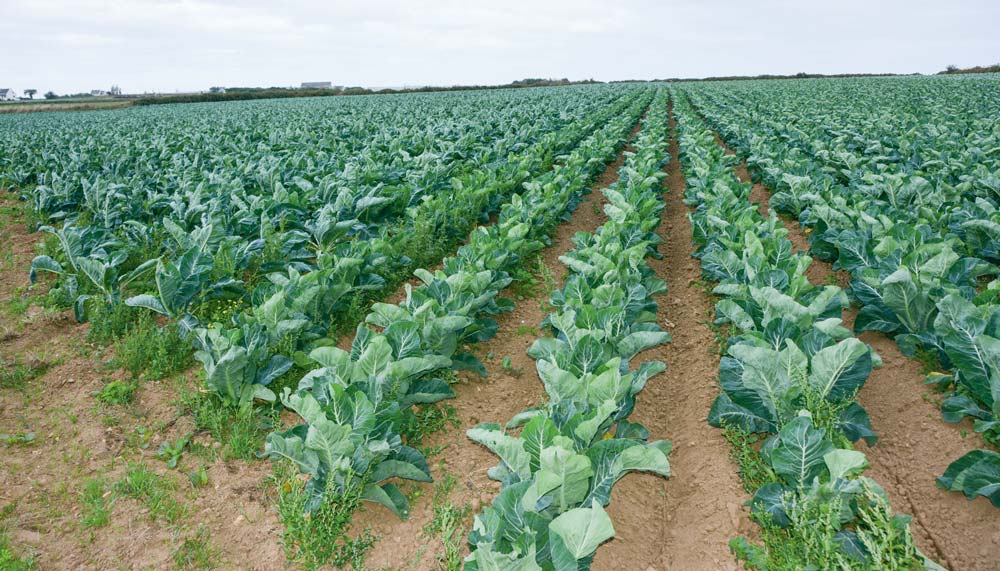 Les plants produits sur la ferme, ici à gauche, couvrent plus rapidement que les choux fleurs de mini-motte, à droite. - Illustration Une pépinière sur l&rsquo;exploitation pour des plants plus couvrants