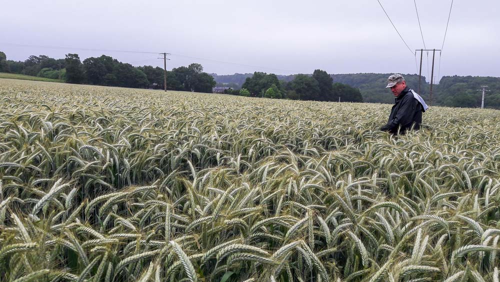 Elle s’appuie sur l’expérience de ses collègues experts au Gnis, comme ici Éric Clabecq, dans un champ de triticale, pour se former au quotidien. - Illustration D&rsquo;agriculteur à inspecteur au Gnis…