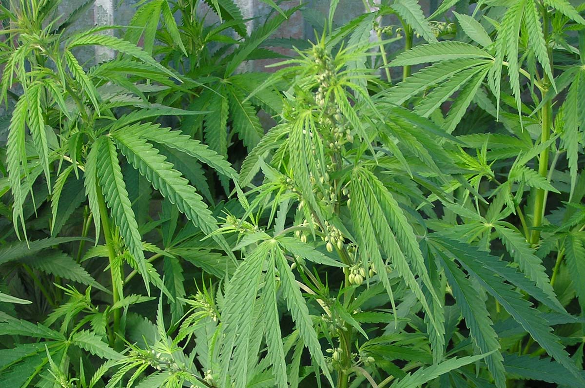 Cannabis_ruderalis_male_plant - Illustration Cannabis à usage thérapeutique : une légalisation possible dès « début 2019 »