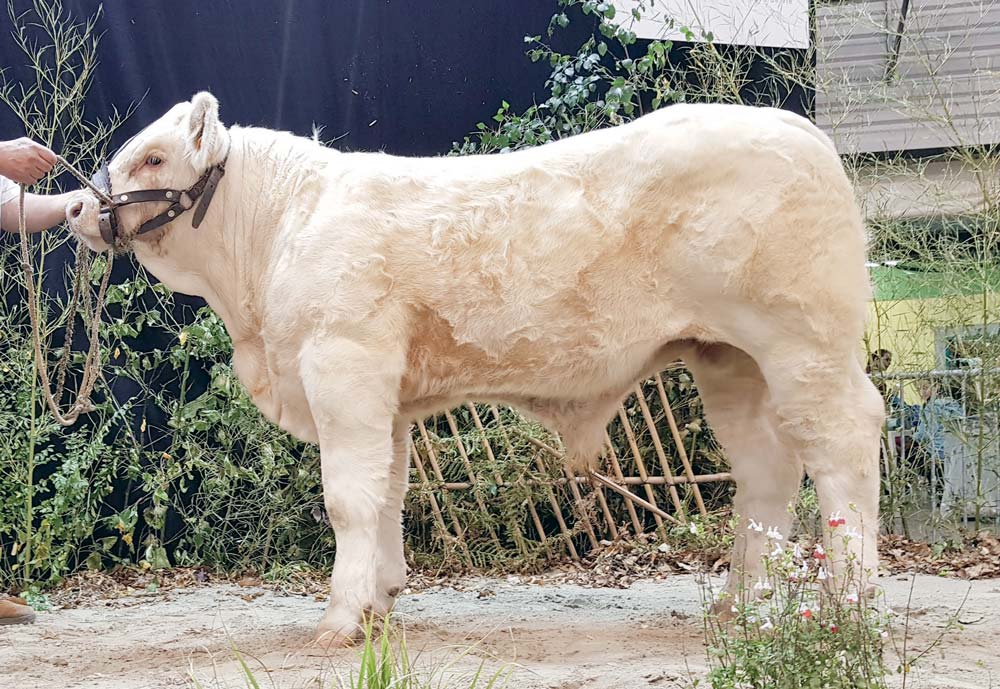 Onyx, jeune mâle né le 10/04/18, - Illustration Charolais : un 1er prix pour l’élevage Le Merdy