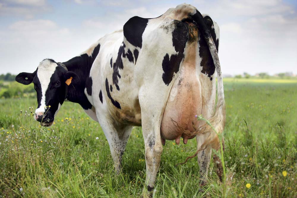 Coût de production, EBE et point d’équilibre sont des repères de gestion essentiels pour le producteur de lait. - Illustration Conjuguer coût de production, EBE et point d’équilibre
