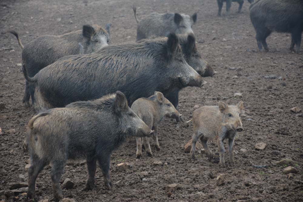  - Illustration Porc : Ottawa met 20M€ sur la table pour prévenir l&rsquo;arrivée de la PPA