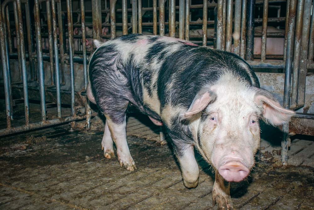 verrat - Illustration Le prélèvement de semence à la ferme ne s&rsquo;improvise pas