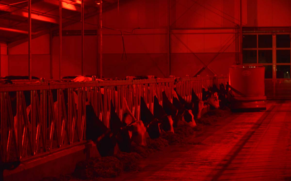  - Illustration Des lampes spéciales taries et bovins viande