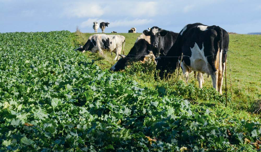 lait-cloture-fil-electrique - Illustration Lait : Des perspectives « plutôt favorables »