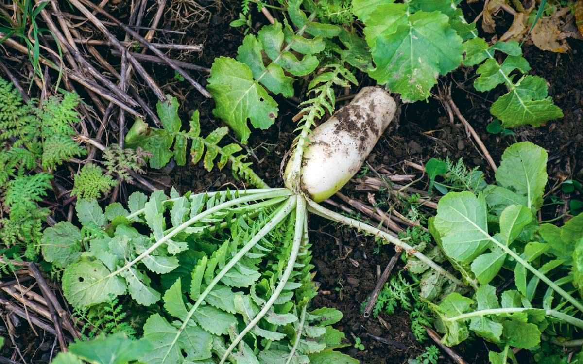 La coopérative Triskalia et le syndicat du bassin versant du Blavet organisaient une journée technique sur le thème des couverts au lycée agricole de Kerlebost, à Saint-Thuriau, la semaine dernière. - Illustration Les couverts, maillons essentiels dans la rotation au Gaec du Net