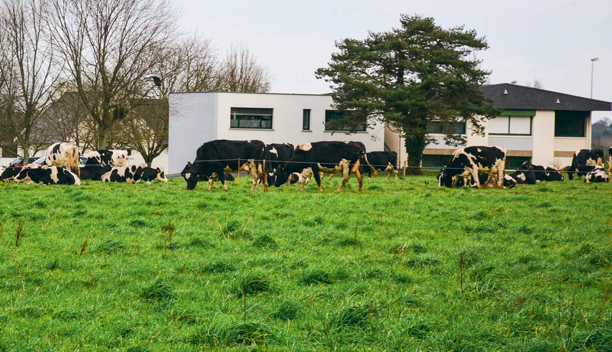 Autour de Rennes, l’agriculture résiste mais rencontre de nombreuses difficultés. - Illustration La ville mange des terres, mais offre aussi des opportunités