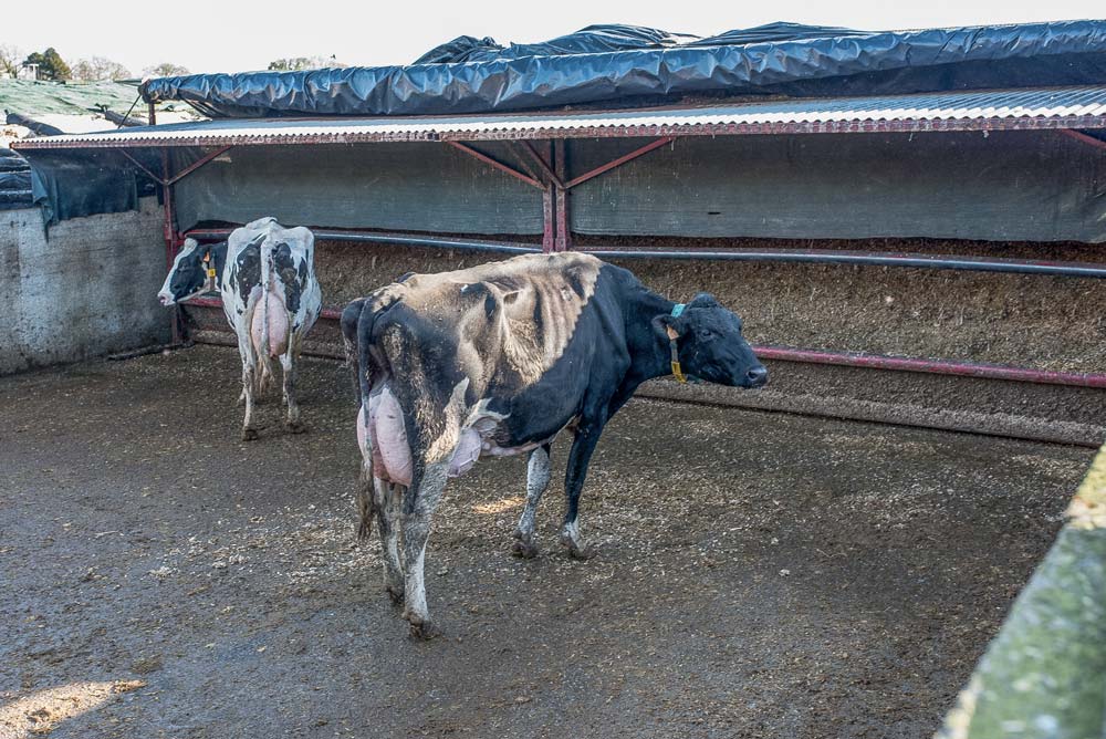 Seul sur son exploitation, Pascal Le Moal privilégie un système alimentaire simple alliant ensilage de maïs en libre-service, foin au râtelier, Dac et pâturage. - Illustration Se donner les moyens de travailler seul