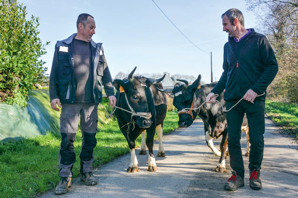  - Illustration Bretagne Pie Noir au Salon de l&rsquo;agriculture : La race locale à la capitale