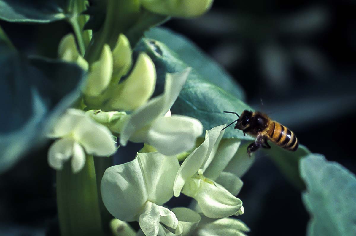 Féveroles et insectes pollinisateurs sont des partenaires “gagnants / gagnants” (©️ INRA - J. Weber) - Illustration De la féverole dans sa rotation… et pourquoi pas ?